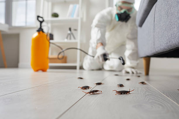 Post-Treatment Bed Bug Interceptor Monitoring in North Plainfield
